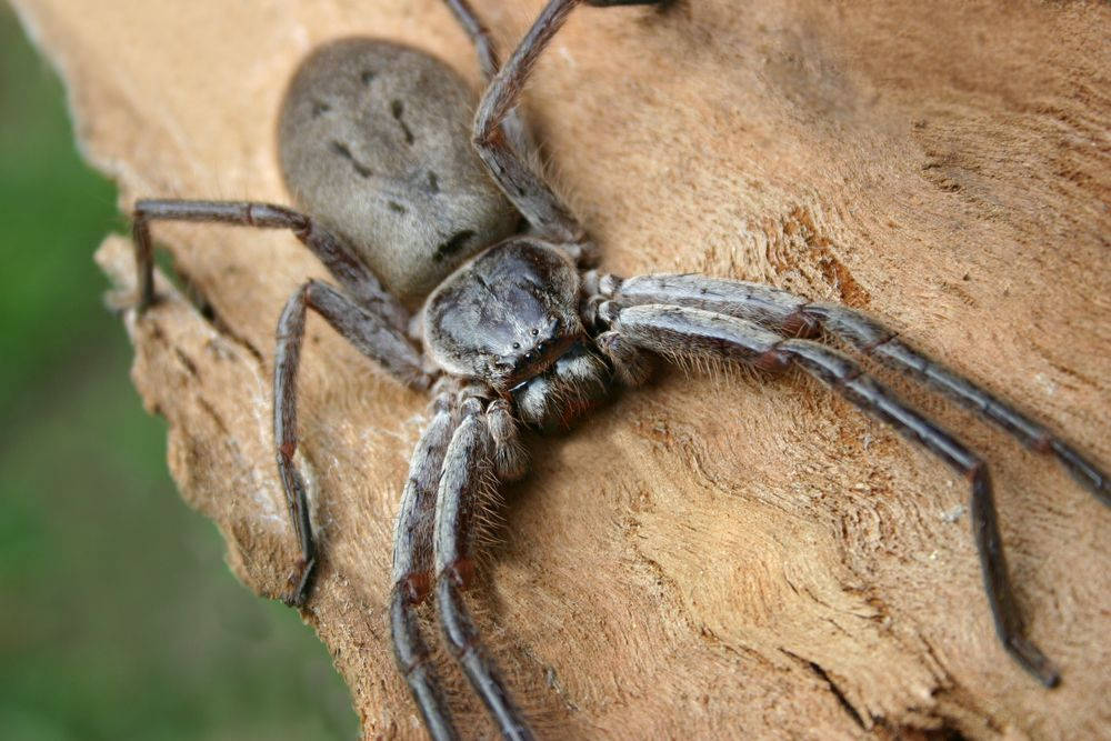 Spider With Light Grey Body Wallpaper