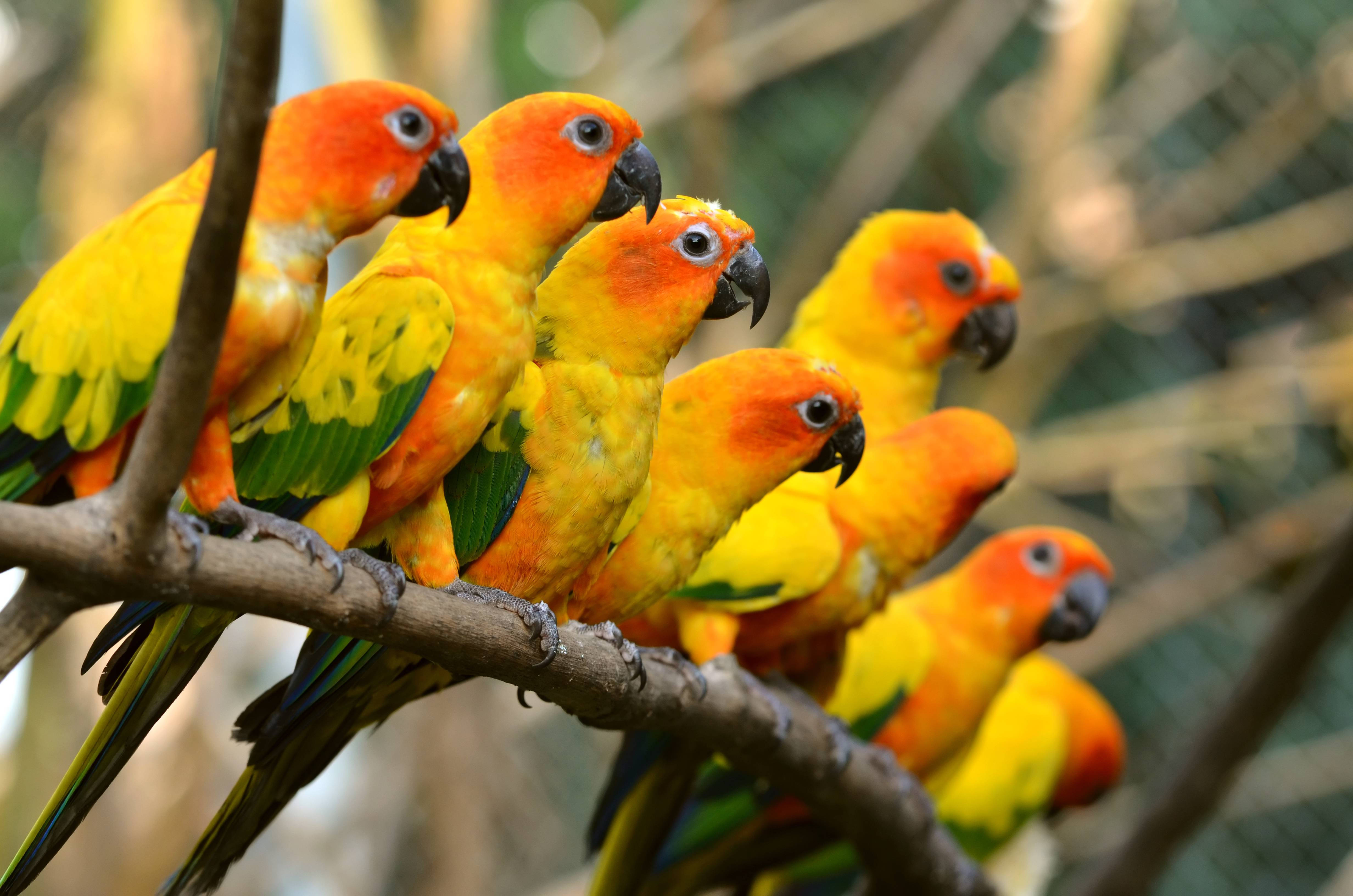 Vibrant Sun Conure Parrots Perched Together Wallpaper