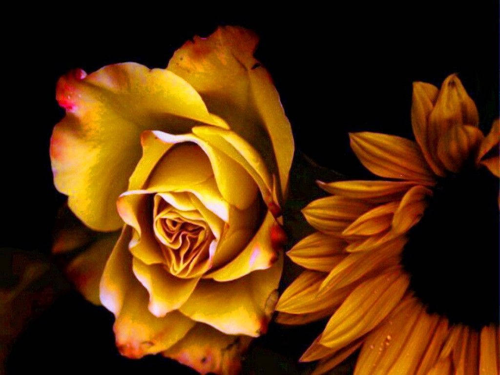 Yellow Sunflower And Rose Closeup Wallpaper