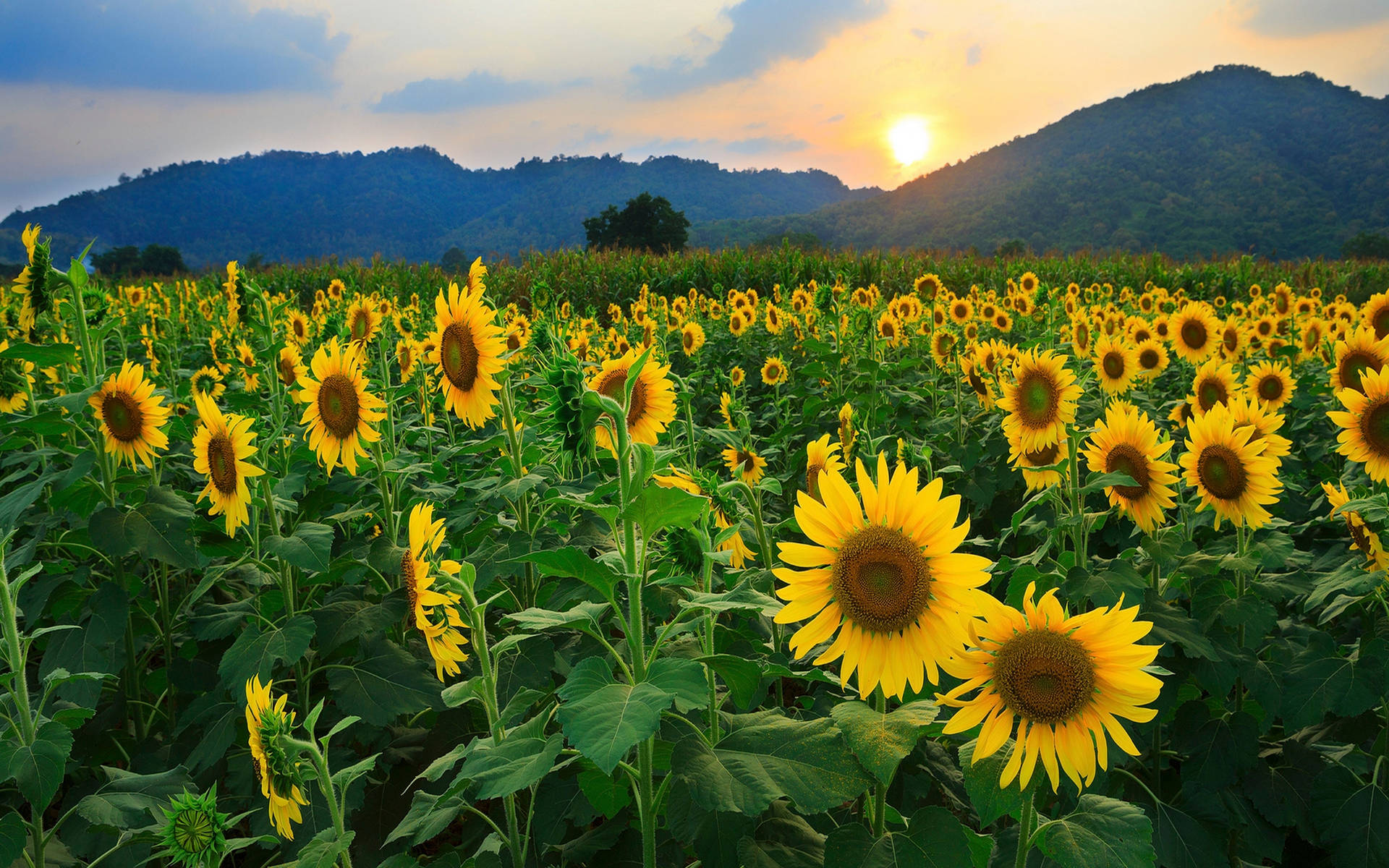 Caption: Sunlit Serenity - A Sunflower Field at Sunset Wallpaper