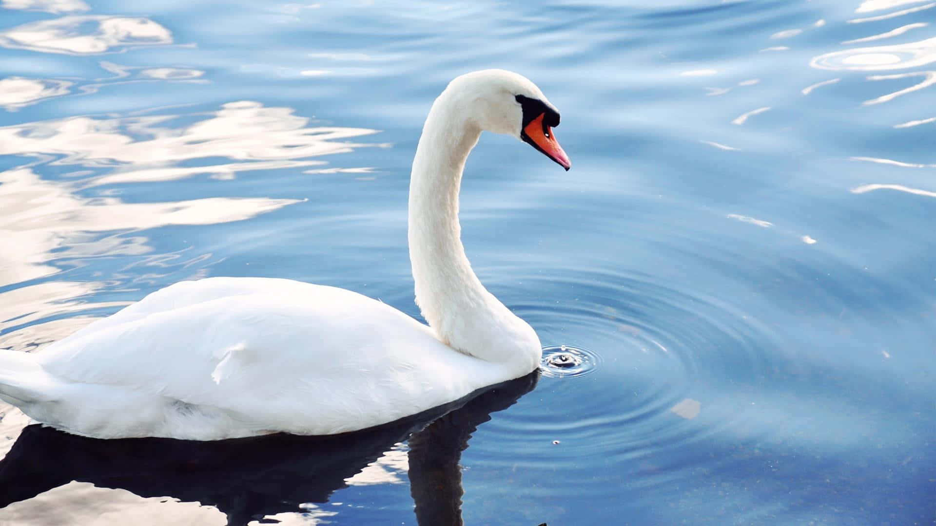 Swan Swimming On Clear Water Picture