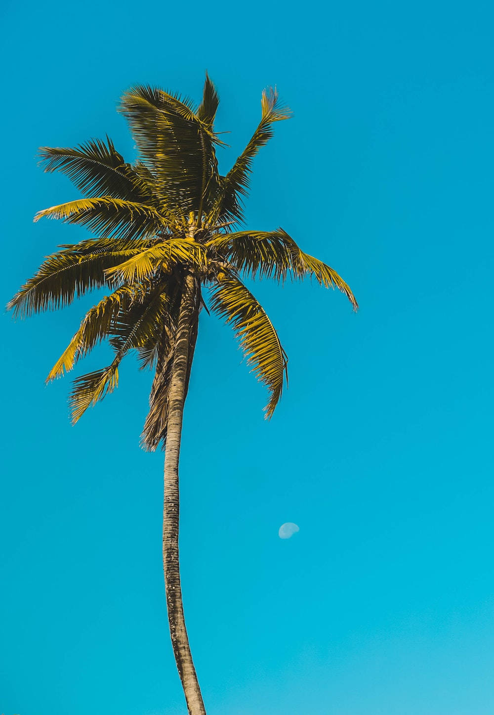 Tall Palm Tree Malibu Iphone Wallpaper