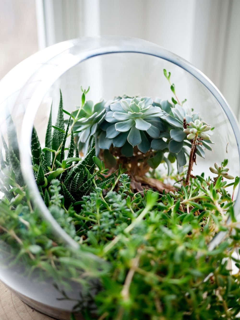 Add a touch of nature to your home with a DIY terrarium
