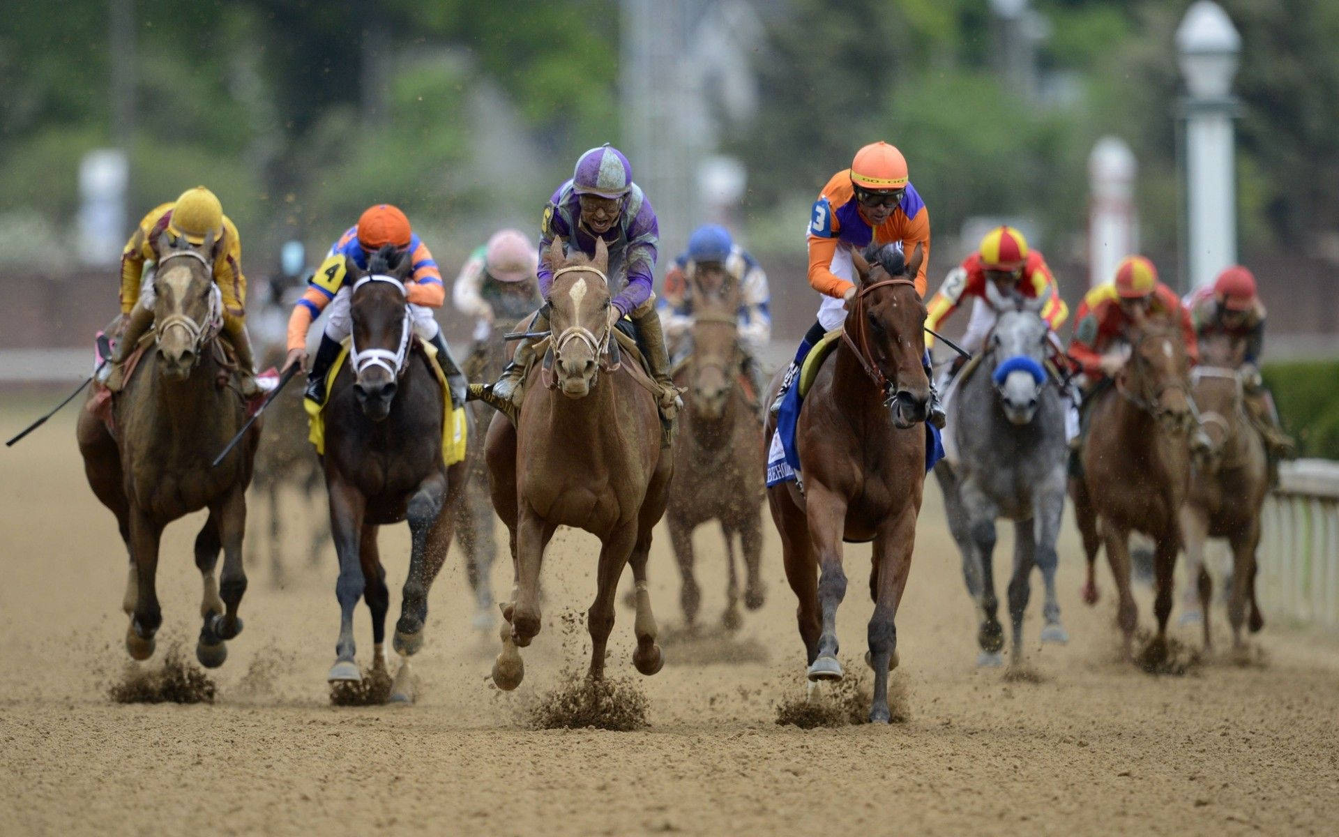 Competitive Horses Aligned for the Spectacular Race Wallpaper