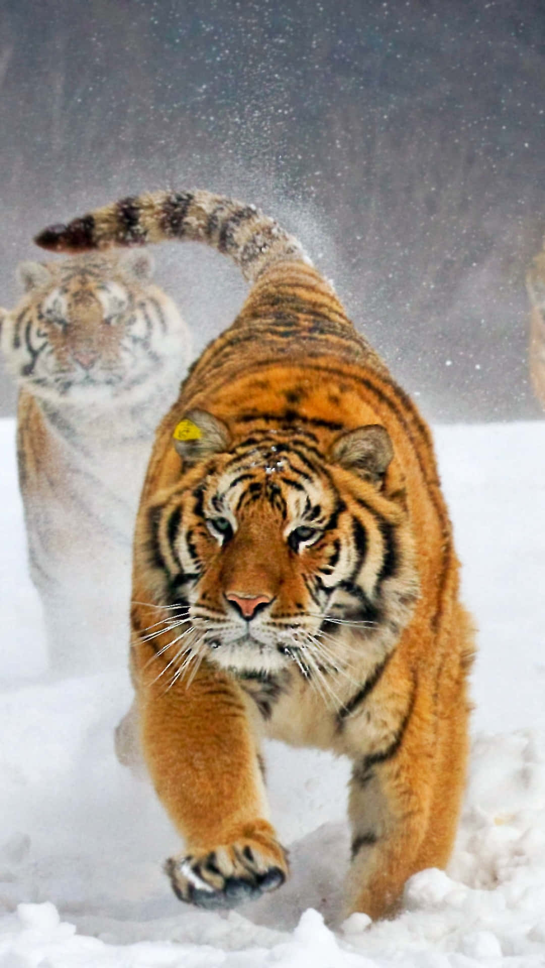 Tiger Running In The Snow With Other Tigers Wallpaper