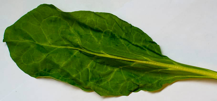 Tonal Contrast Of Spinach Leaf Wallpaper