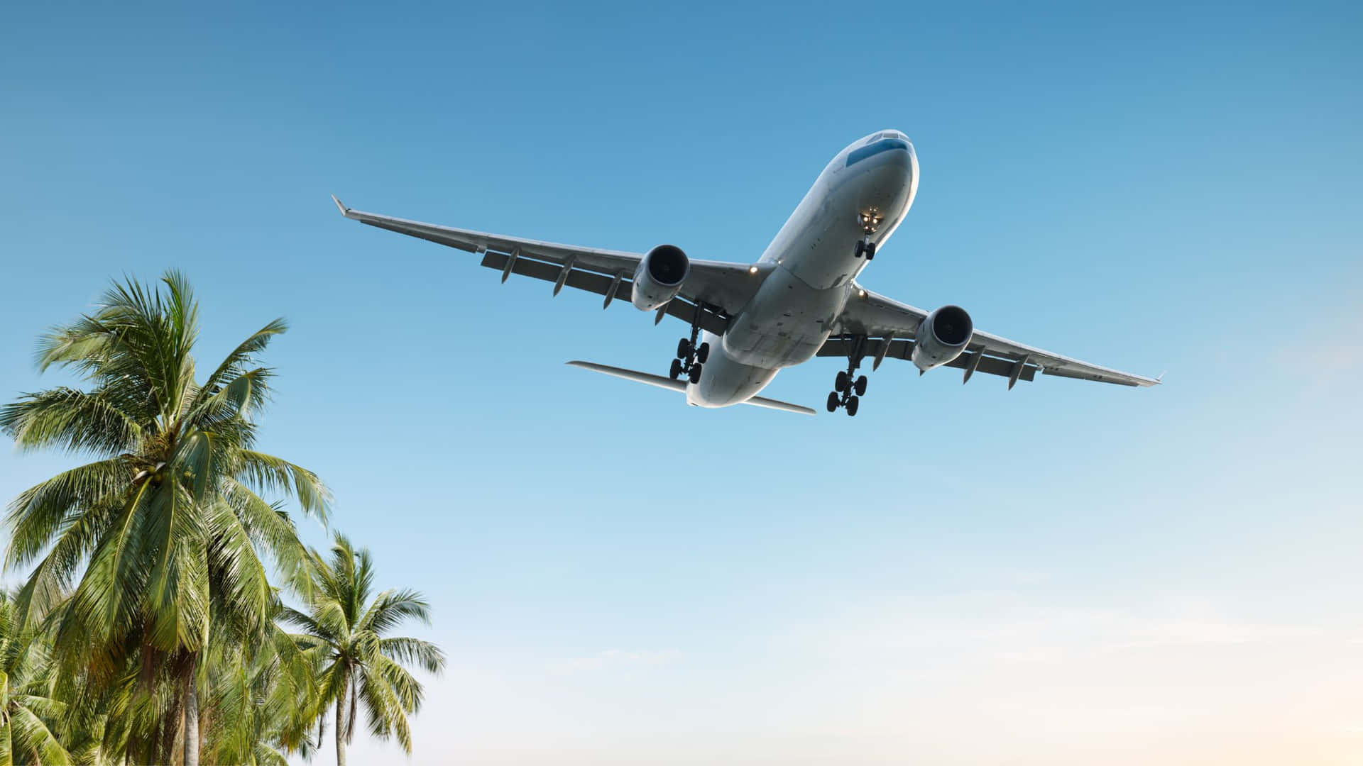 Airplane Flying By Palm Trees Travel Background