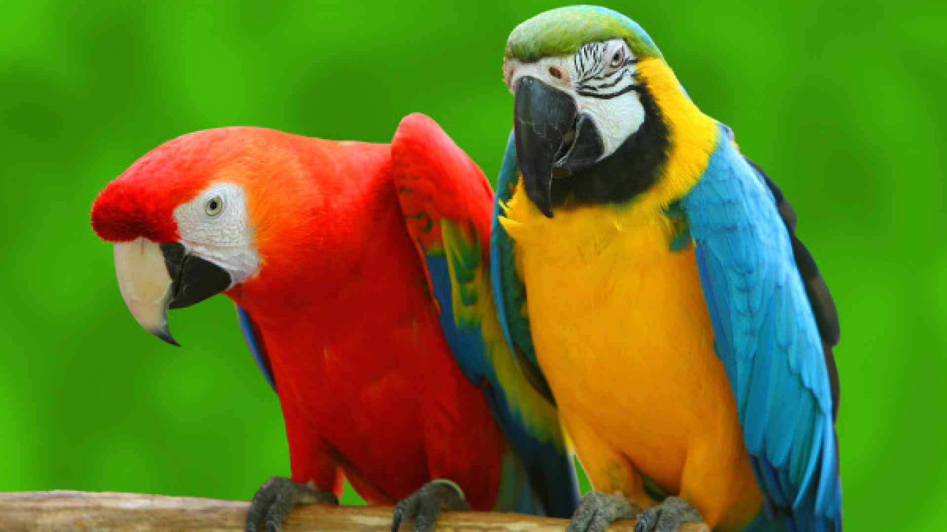 Vibrant Macaw Parrots Perched Together Wallpaper