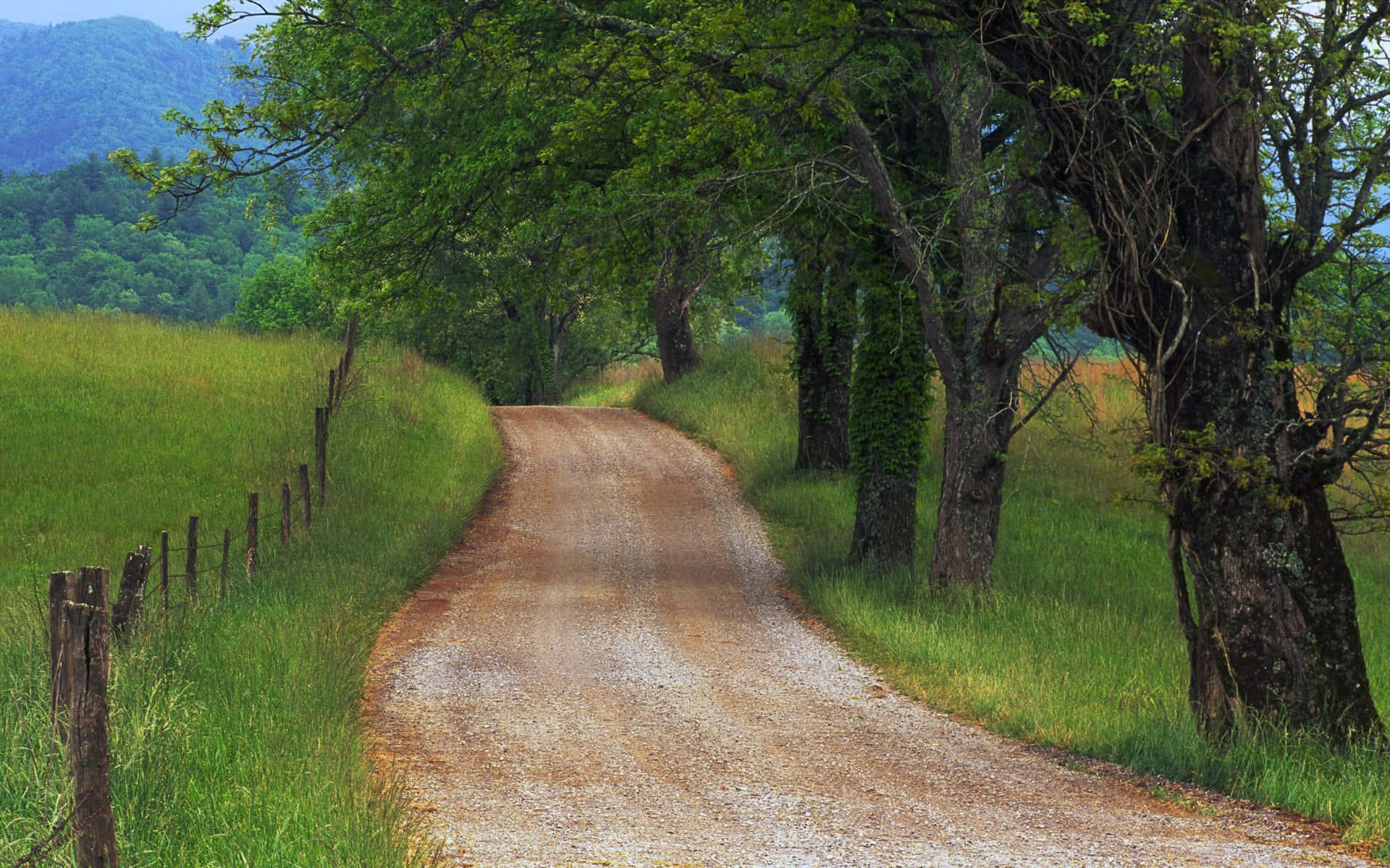 Verdant Countryside Road Trees In Tennessee Wallpaper