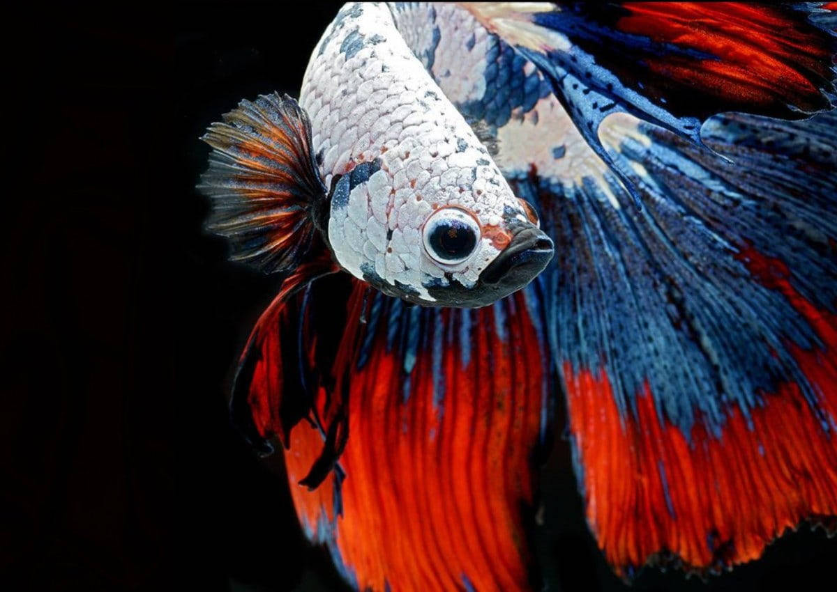 Vibrant Colors Beautiful Fish Wallpaper