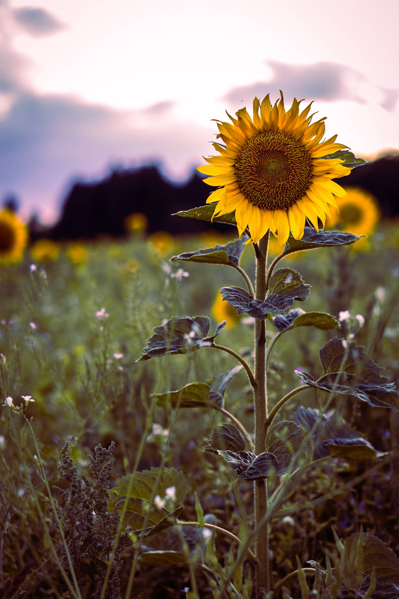 "The Beauty of Nature: Vintage Sunflowers in a Field" Wallpaper