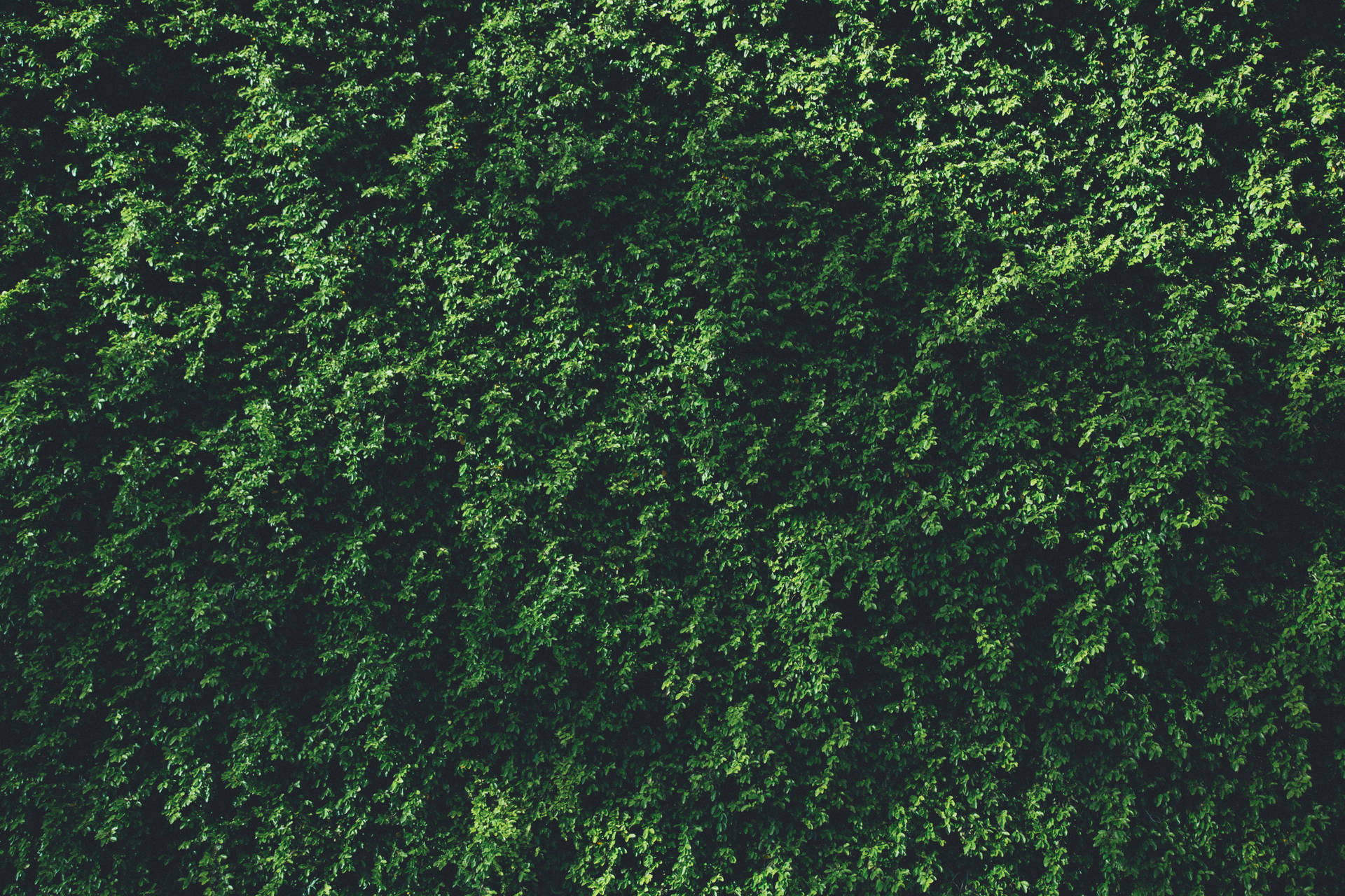 Wall Of Green Leaves Wallpaper