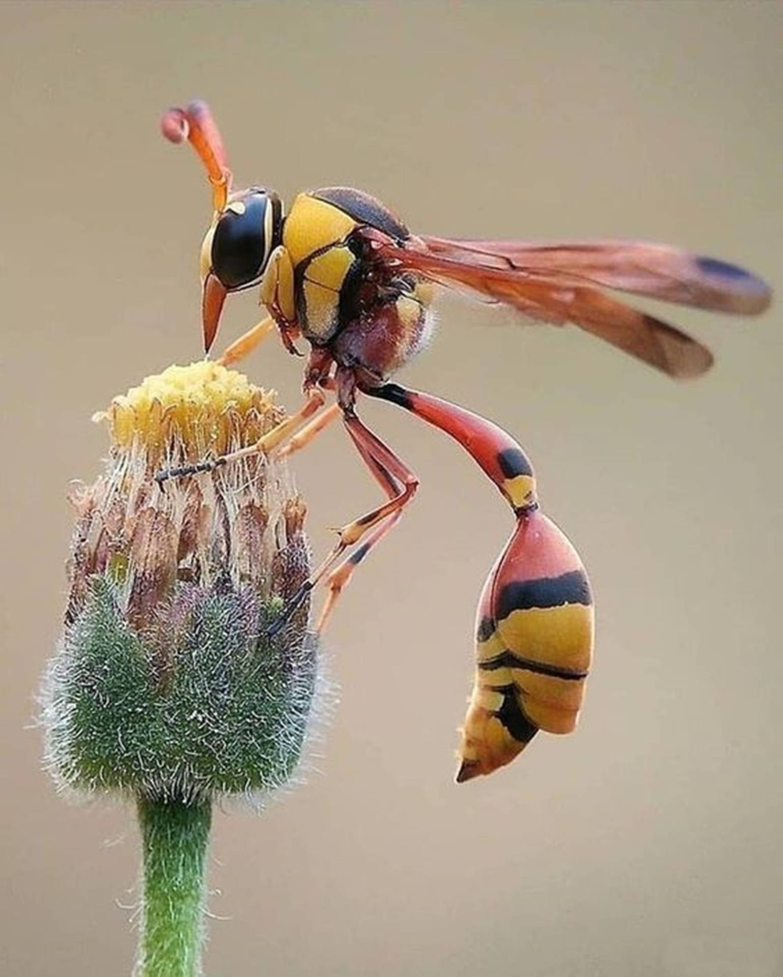 Caption: Close-up of a Great Potter Wasp in its Natural Environment Wallpaper