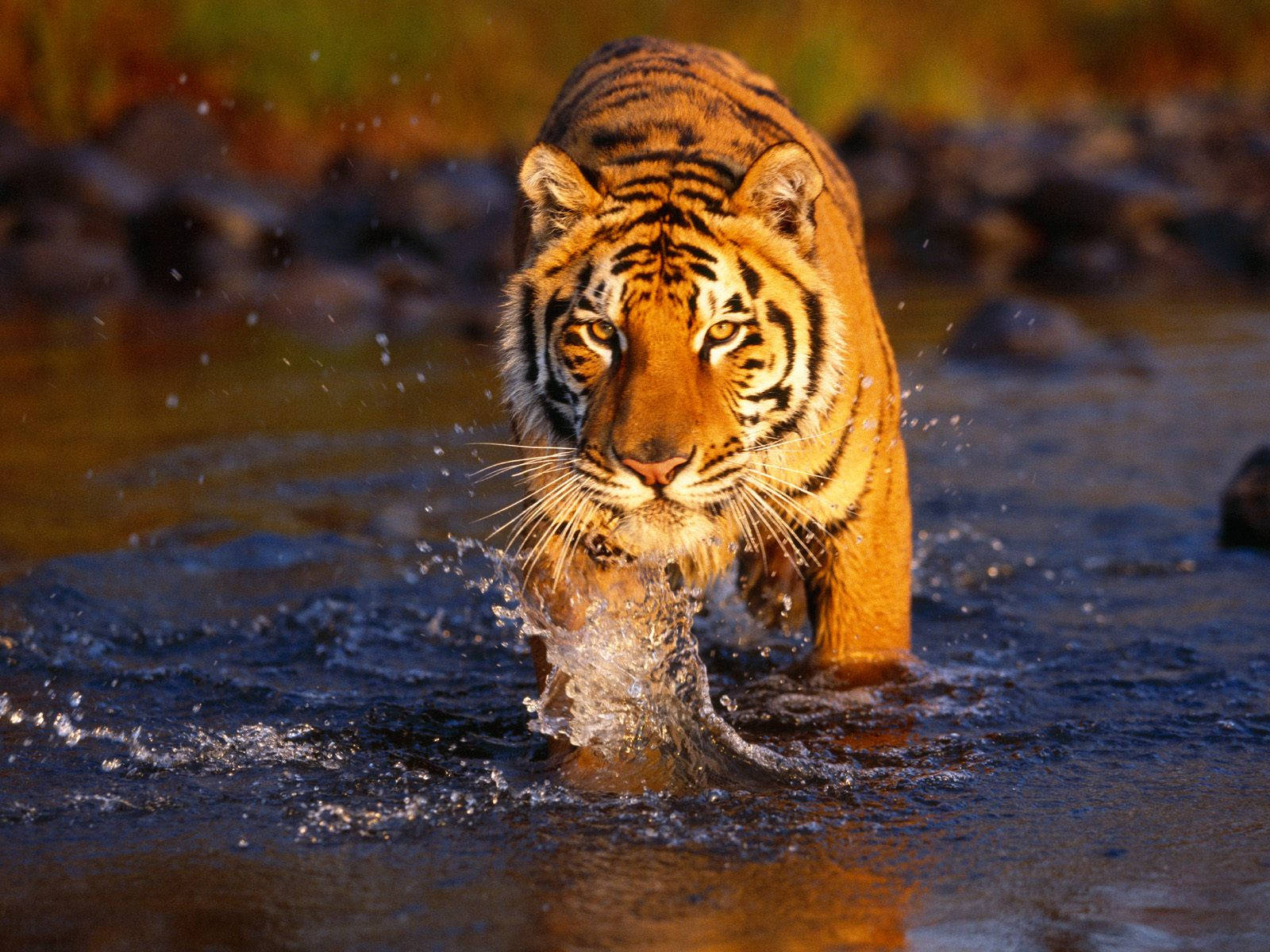 Water Tiger Iphone Wallpaper