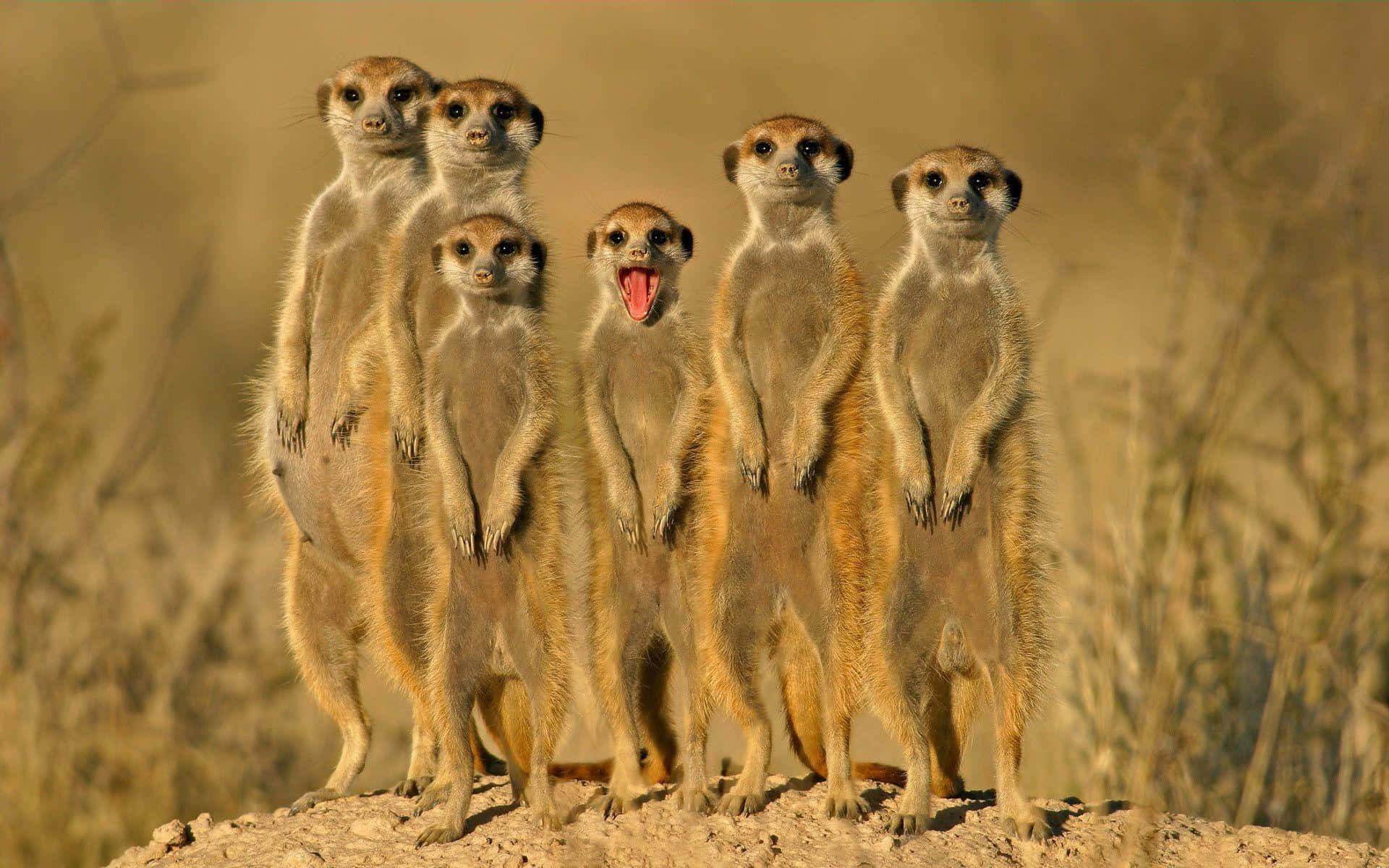 A Group Of Meerkats Standing In A Field