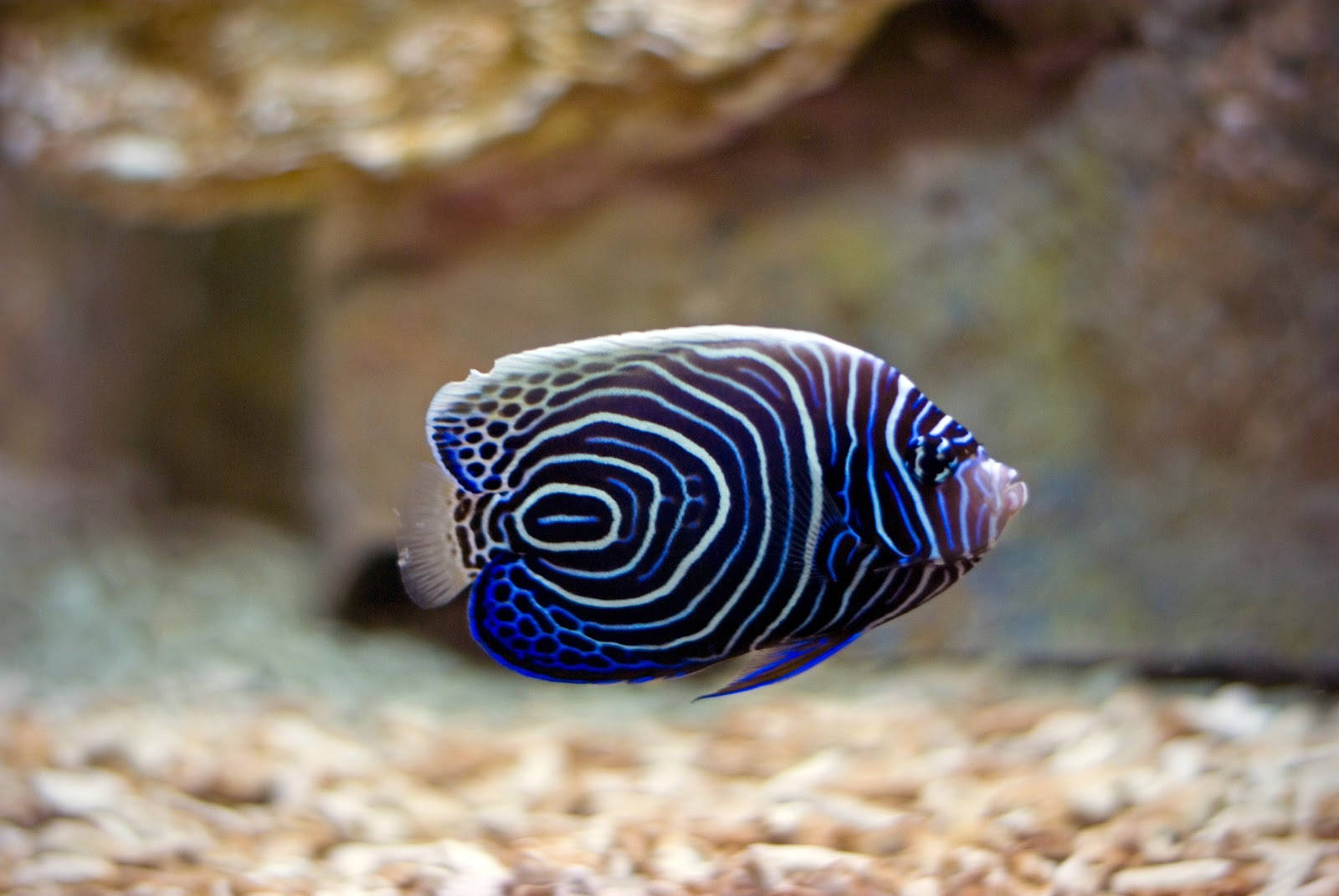 Whirl-patterned Cool Fish Wallpaper