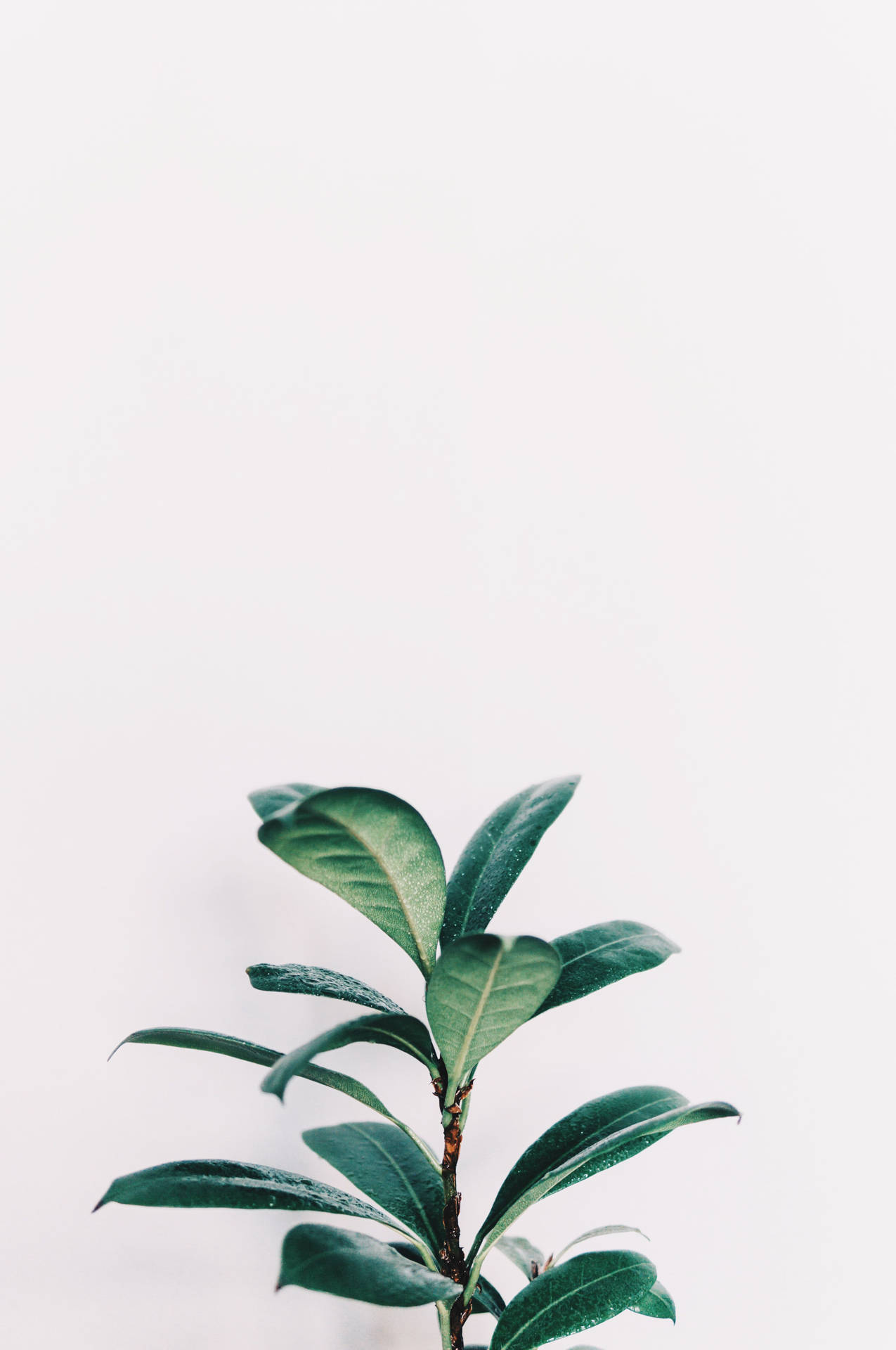 Tranquil White Aesthetic with Green Leaves for iPhone Wallpaper Wallpaper