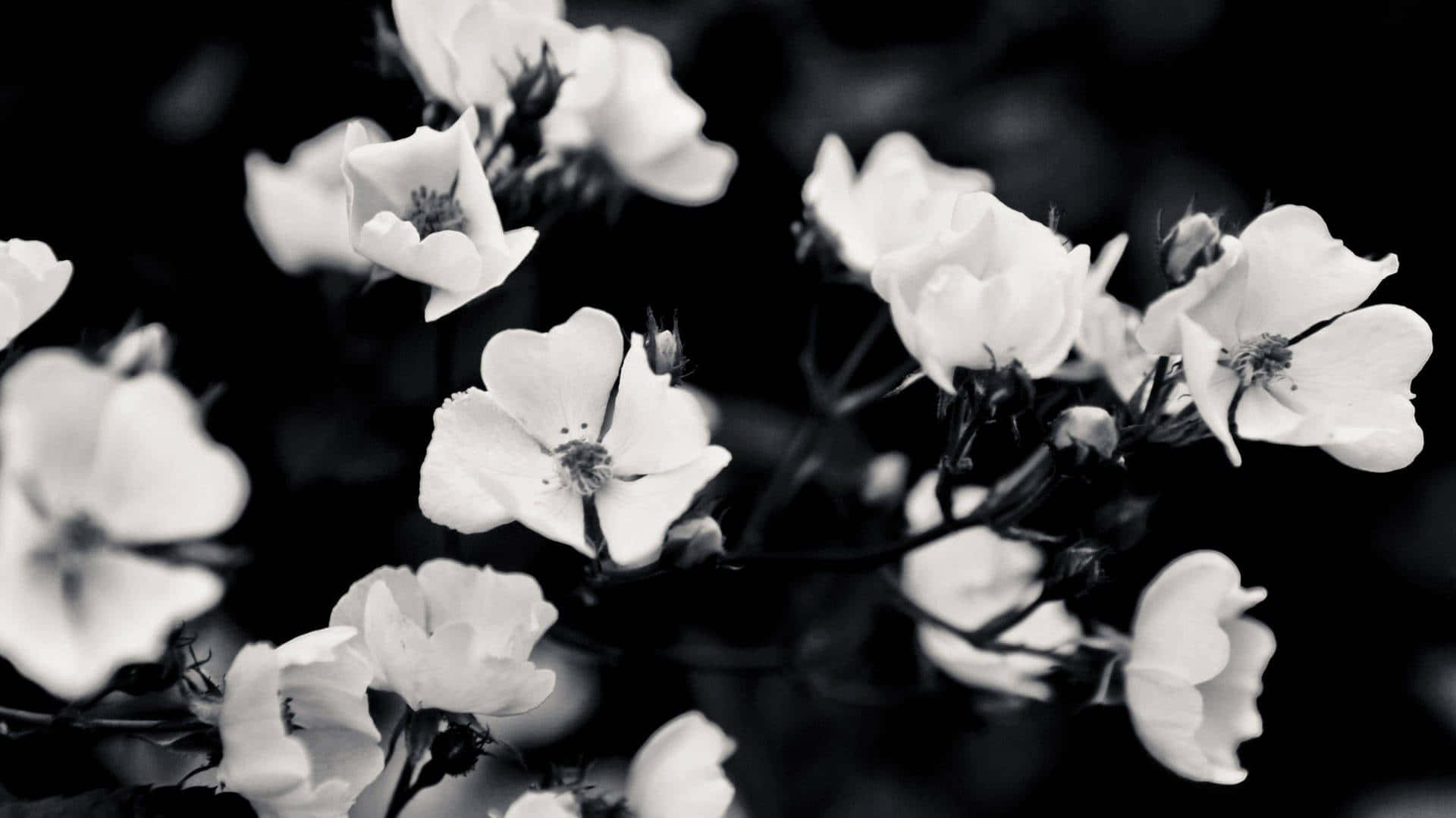 Black And White Flowers In A Black And White Photo Wallpaper