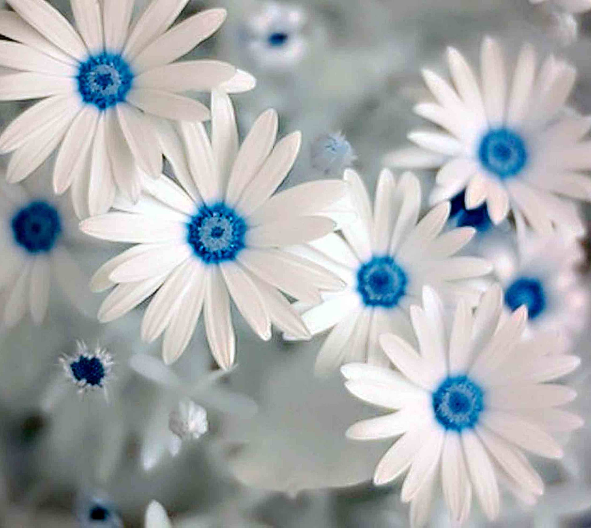 White Blue Beautiful Flower Wallpaper