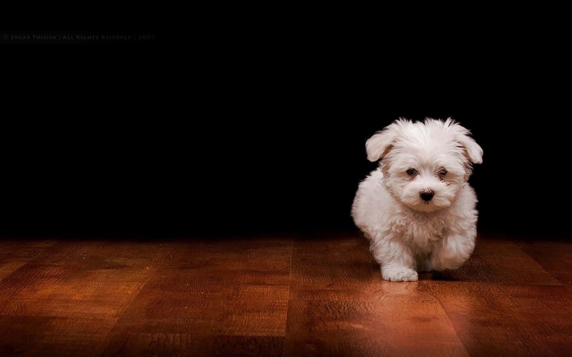 Adorable White Dog Posing for a Picture