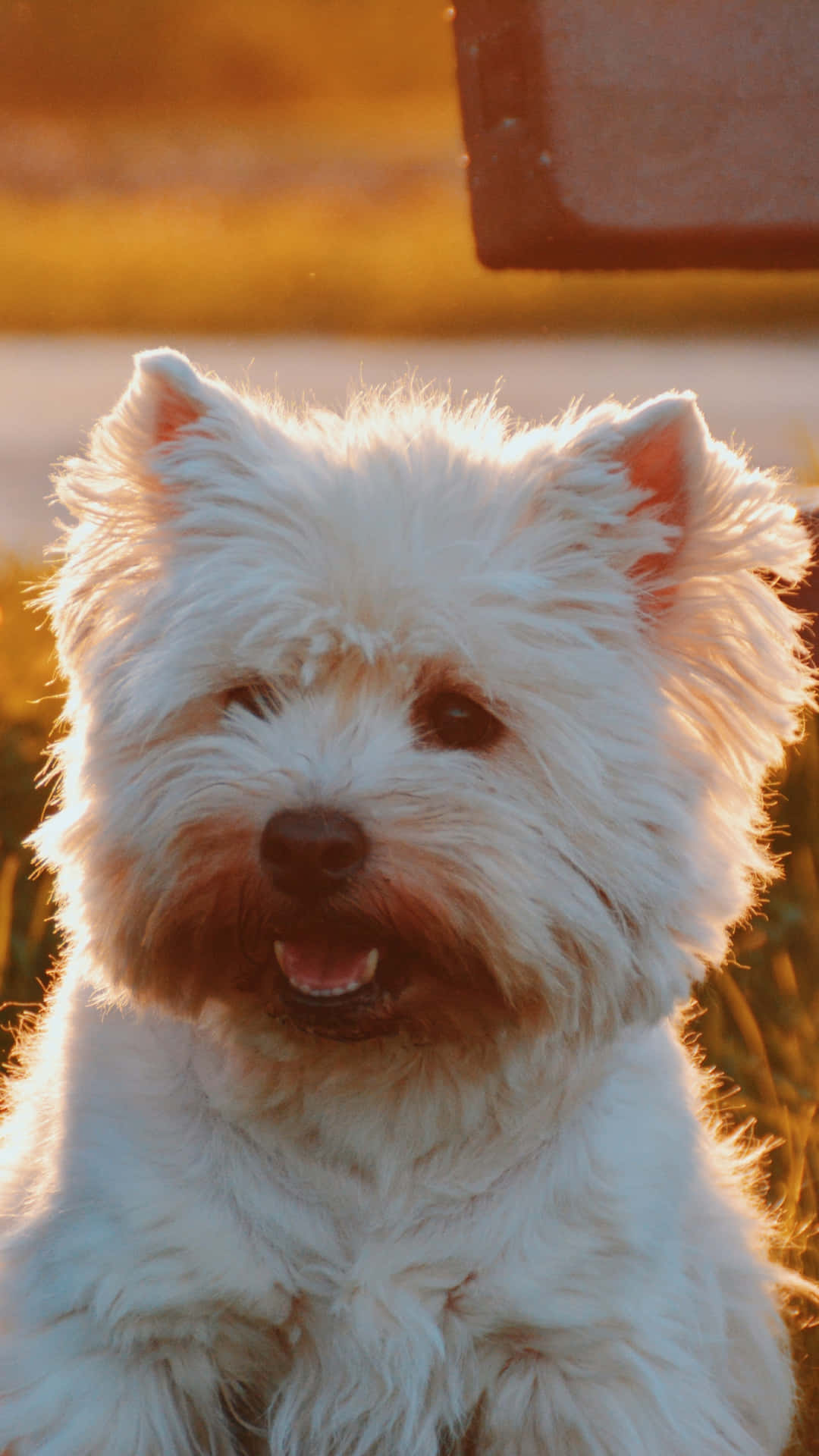 West Highland Terrier White Dog Pictures
