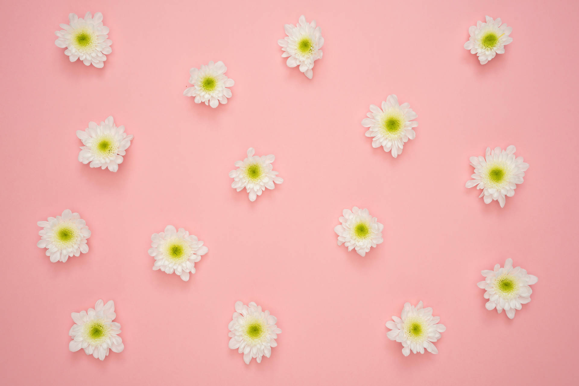 Caption: Blossoming White Flowers on Pink Background. Wallpaper