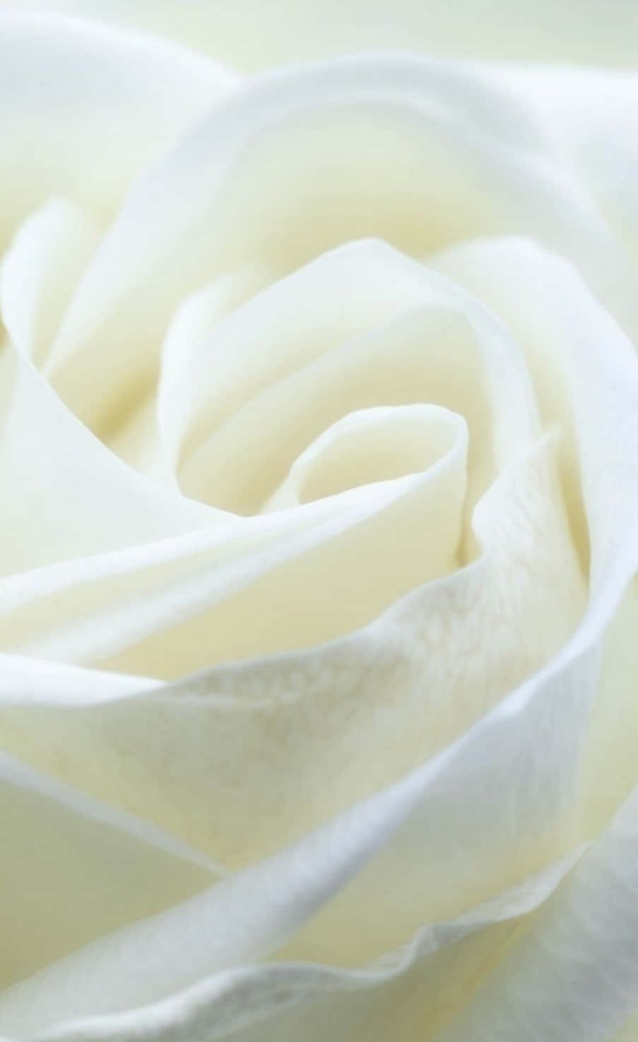 White Rose Photograph - White Rose Fine Art Print Wallpaper