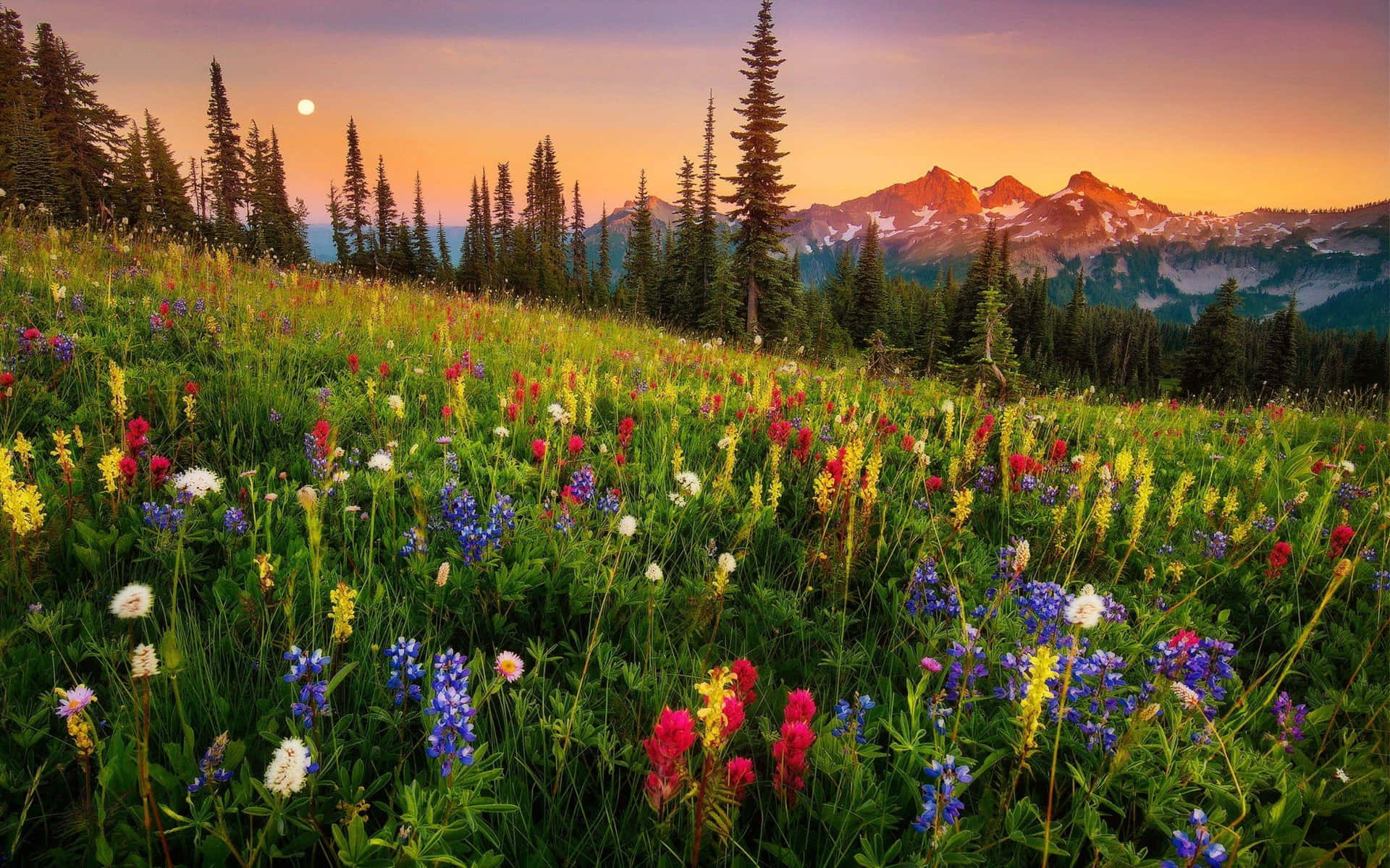 Colorful Wild Flowers Picture Sunset