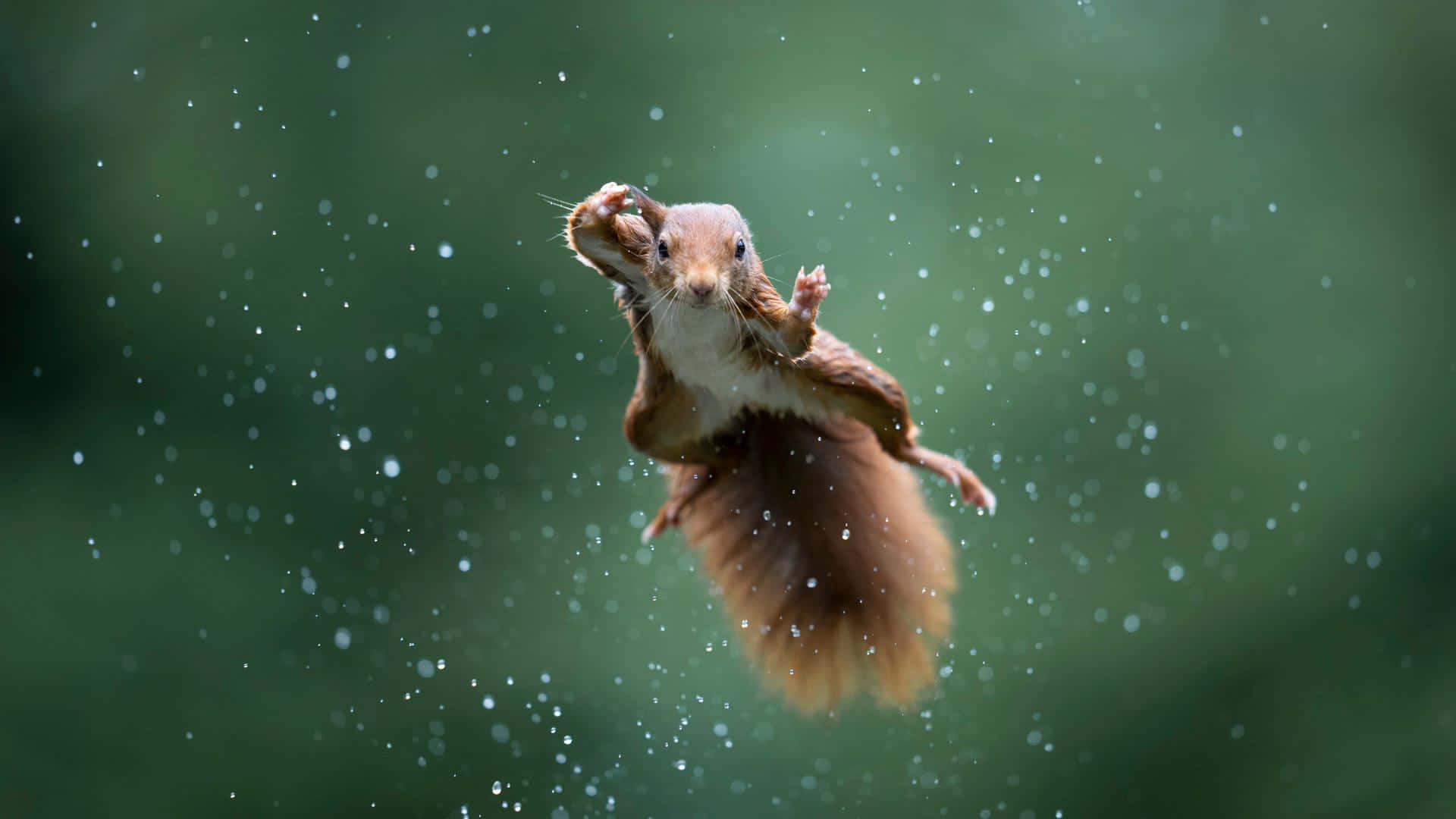 a squirrel jumping in the rain