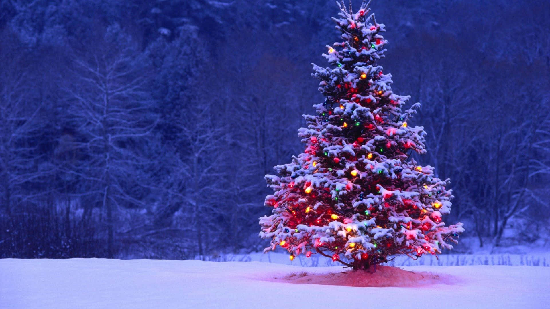 Lit Christmas Tree In Winter Zoom Background