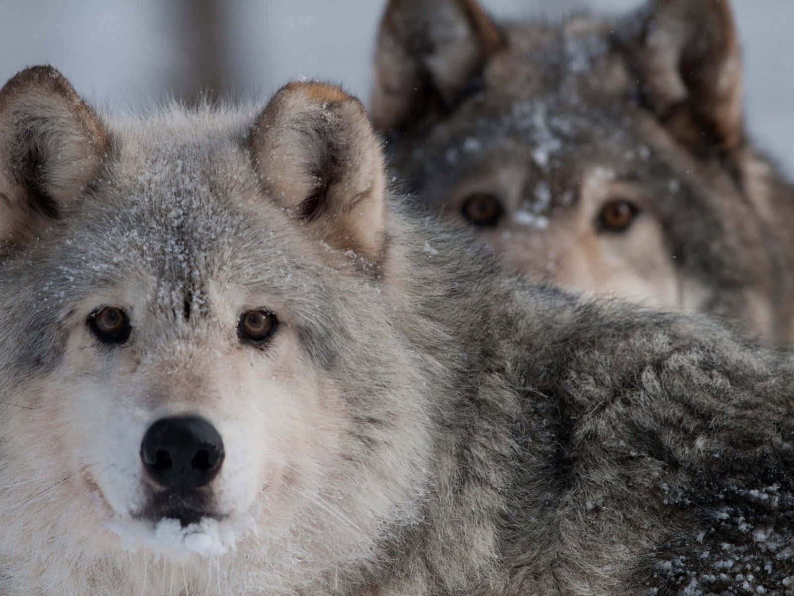 Arctic Wolves Close Up Picture