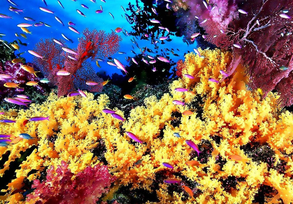 Yellow Coral Wallpaper