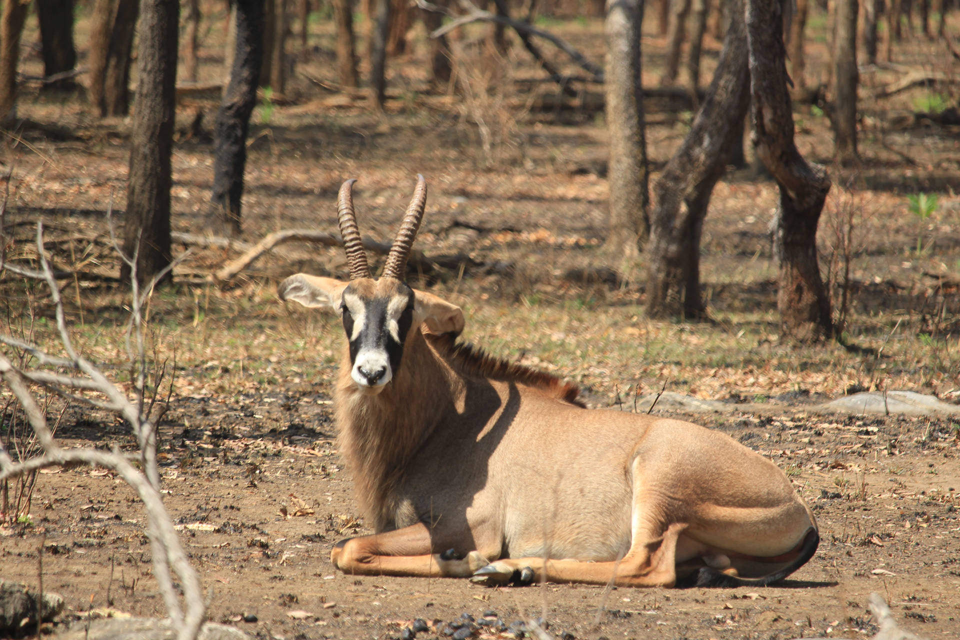 Zambia Eland Antelope Wallpaper